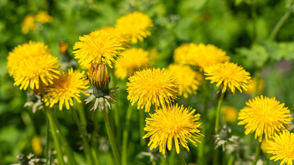 Dandelions close up in group